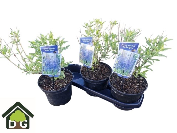 <h4>PEROVSKIA LITT SPIRE</h4>