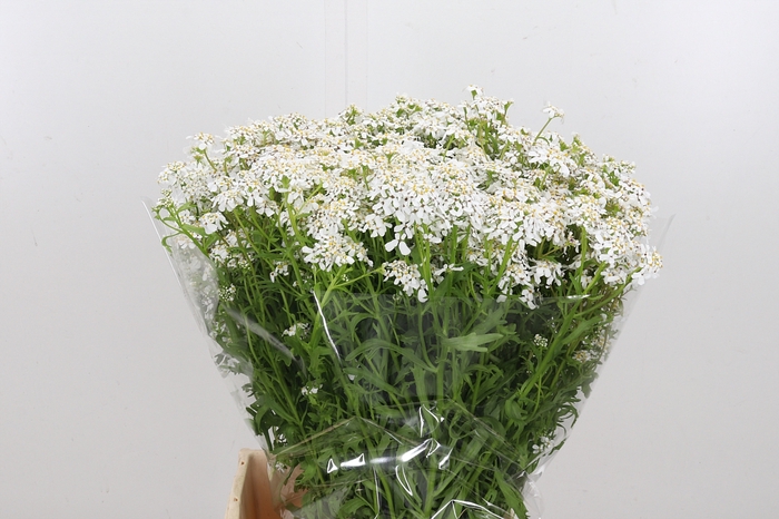 <h4>Iberis Umbellata</h4>