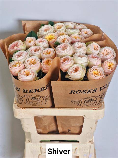 Rosa Garden Shiver