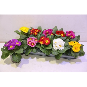 Prim Ac Paradiso Gem