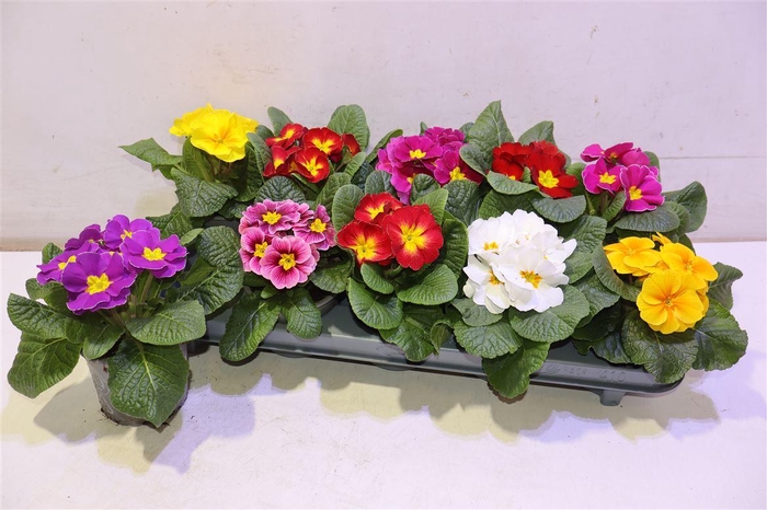 <h4>Prim Ac Paradiso Gem</h4>