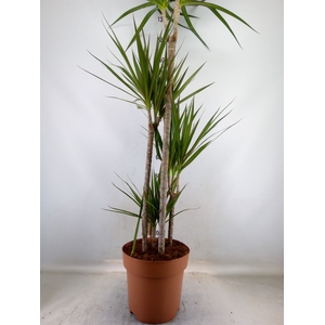 Dracaena marg.