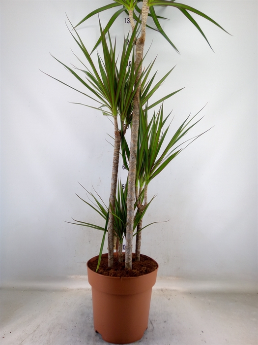 <h4>Dracaena marg.</h4>