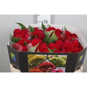 Cel C Reprise Velvet