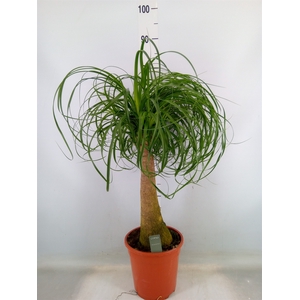 Beaucarnea recurvata