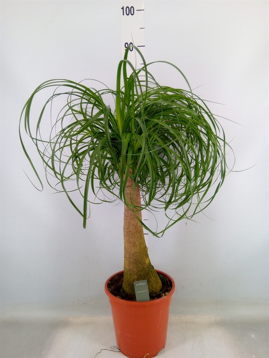 <h4>Beaucarnea recurvata</h4>