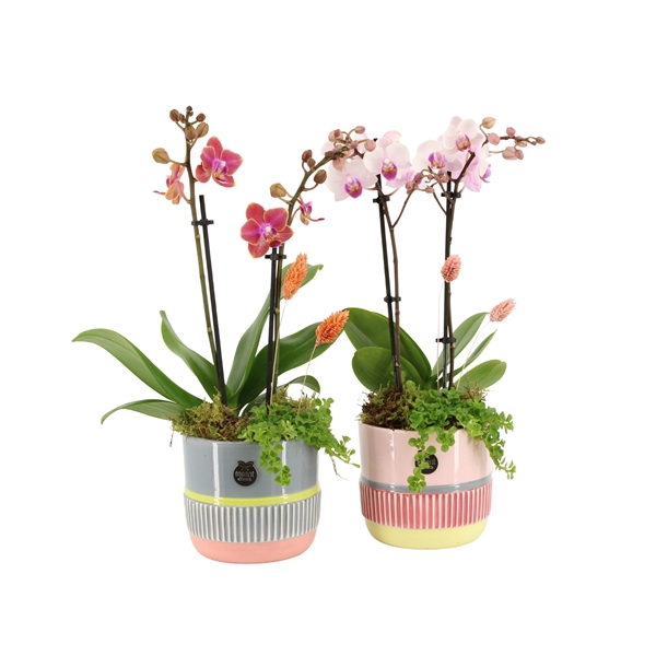 <h4>11417: Spring arrangement</h4>