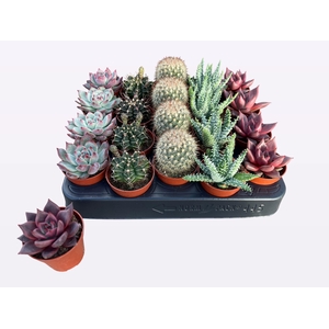 CACTUS + SUCCU GEM