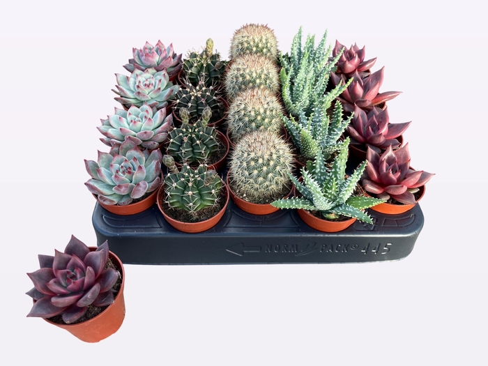 <h4>CACTUS + SUCCU GEM</h4>