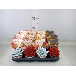 Echeveria  'Miranda'