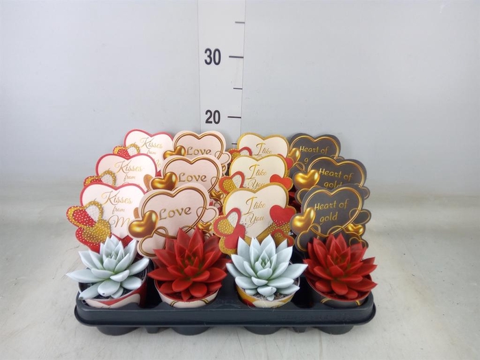 <h4>Echeveria  'Miranda'</h4>