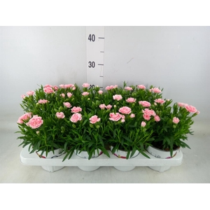 Dianthus  'Oscar Antique Pink'