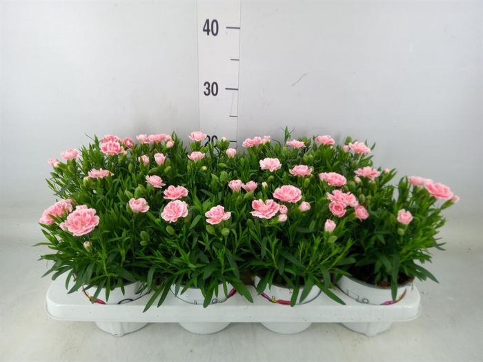 <h4>Dianthus  'Oscar Antique Pink'</h4>