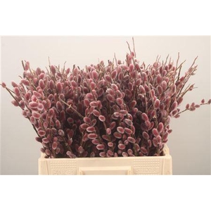 Salix G Pink Cushion