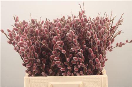 <h4>Salix G Pink Cushion</h4>