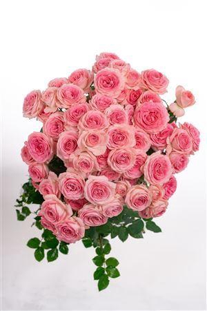 <h4>Tr Muriel Lace</h4>