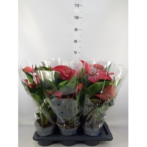 Anthurium andr. 'Picanta Red'