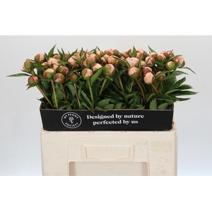 Paeonia Alertie