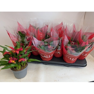 ZANT ROYAL VALENTINE