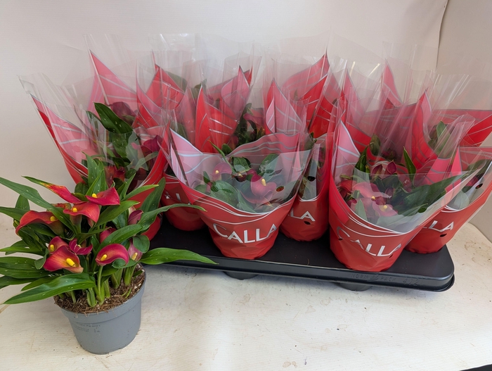 <h4>ZANT ROYAL VALENTINE</h4>