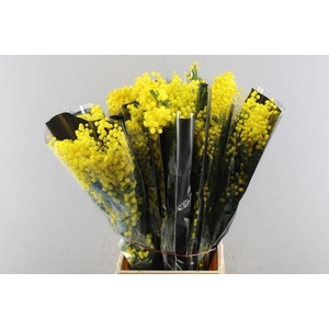 Acacia Mimosa Mirandole 200 Gr