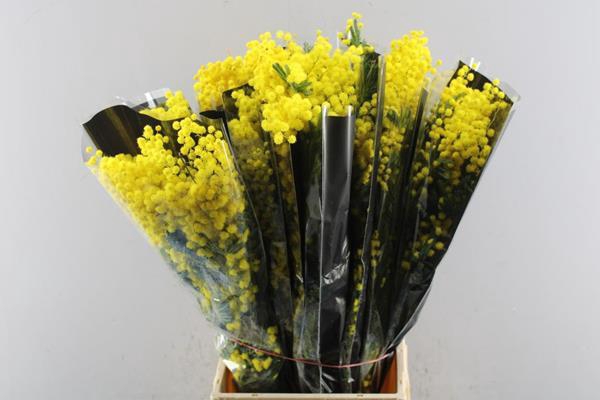 <h4>Acacia (mimosa) L60/200g</h4>