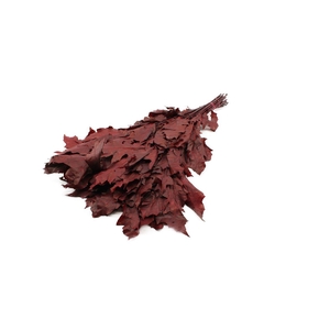 Eikenblad Palustris Red Preserved