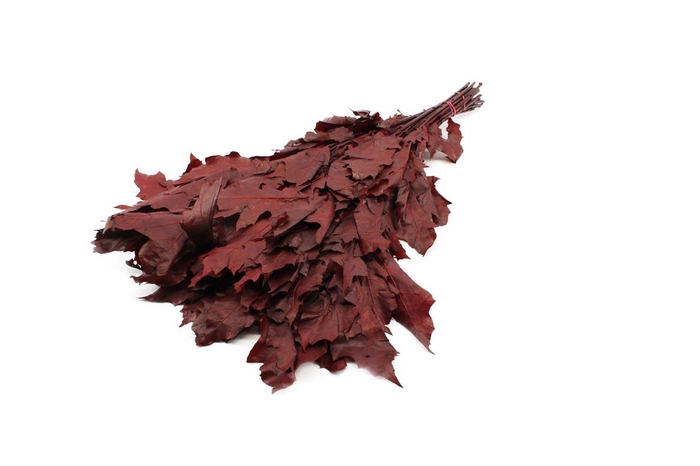 <h4>Eikenblad Palustris Red Preserved</h4>