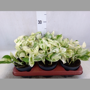 Epipremnum pinn. 'Happy Leaf'