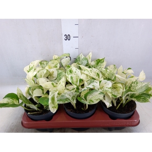 Epipremnum pinn. 'Happy Leaf'