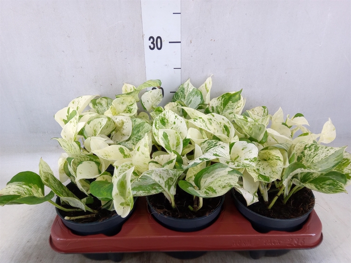 <h4>Epipremnum pinn. 'Happy Leaf'</h4>