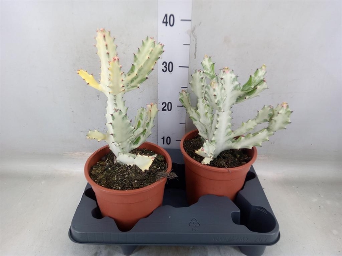 <h4>Euphorbia lactea</h4>