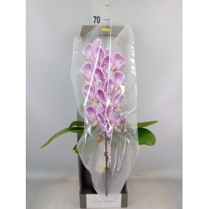Phalaenopsis   ...lilac