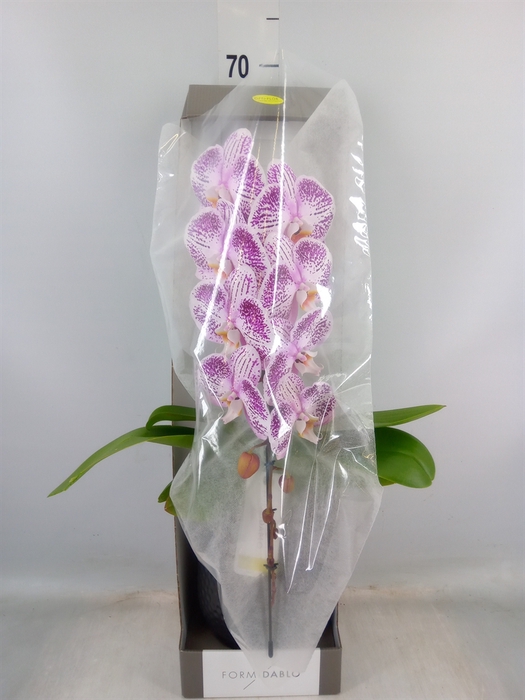<h4>Phalaenopsis   ...lilac</h4>