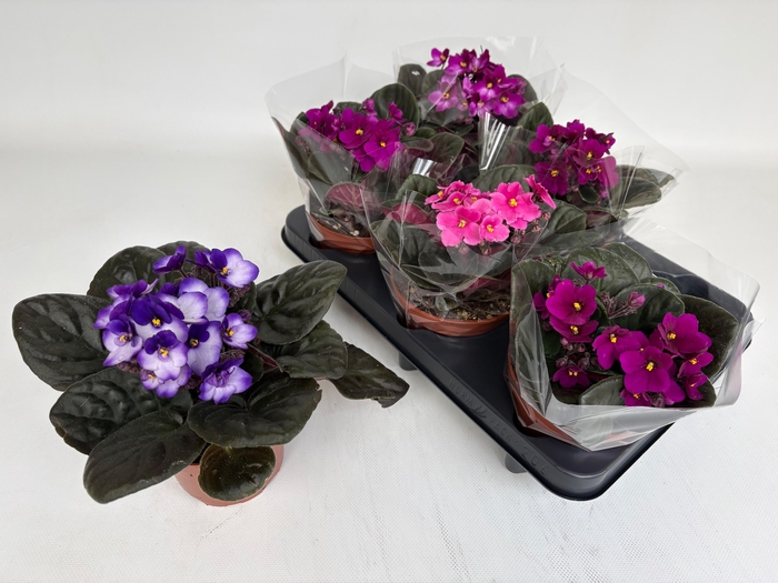 <h4>SAINTP GEM 4 KL</h4>