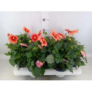 Dahlia  'Summerbees Salmon bico'
