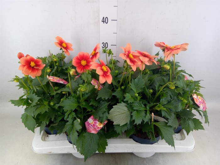 Dahlia  'Summerbees Salmon bico'