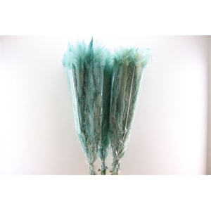 Dried Cortaderia Dadang Light Blue 140cm P Stem