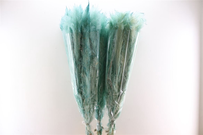 <h4>Dried Cortaderia Dadang Light Blue 140cm P Stem</h4>