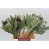 Protea Barbigera Snow Leopard
