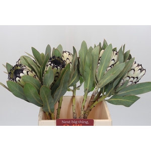 Protea Barbigera Snow Leopard