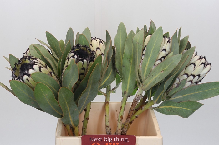 <h4>Protea Barbigera Snow Leopard</h4>