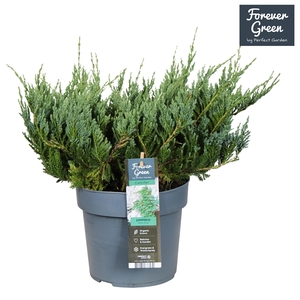 Juniperus horizontalis 'Blue Chip' P19