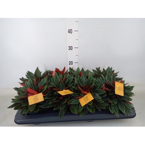 Peperomia caperata 'Rosso'