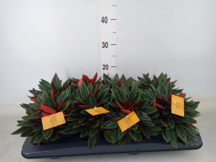 <h4>Peperomia caperata 'Rosso'</h4>