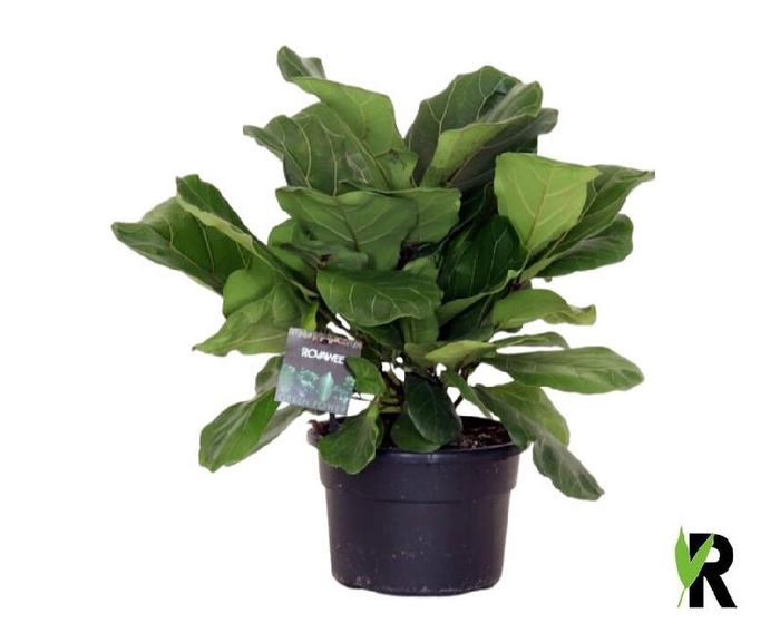 <h4>Ficus Lyrata Clumb</h4>