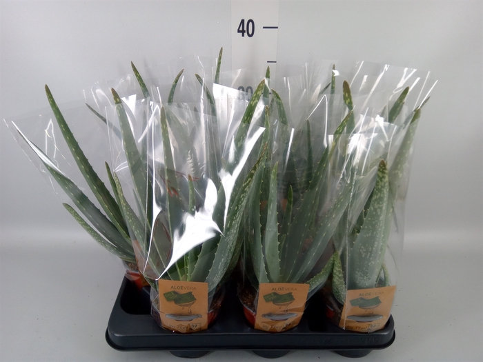 <h4>Aloe vera</h4>