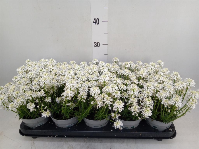 <h4>Iberis semp. 'Fischbeck'</h4>