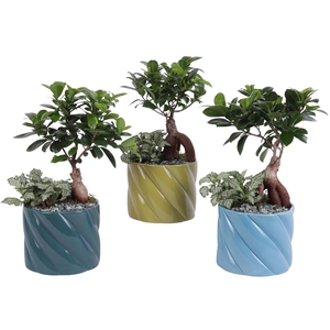 Yearround Arr. Indoor Ceramic Fresh Breeze FB674 Ø14cm 2PP