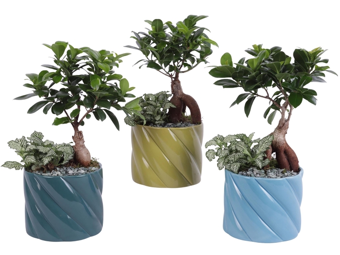 <h4>Yearround Arr. Indoor Ceramic Fresh Breeze FB674 Ø14cm 2PP</h4>